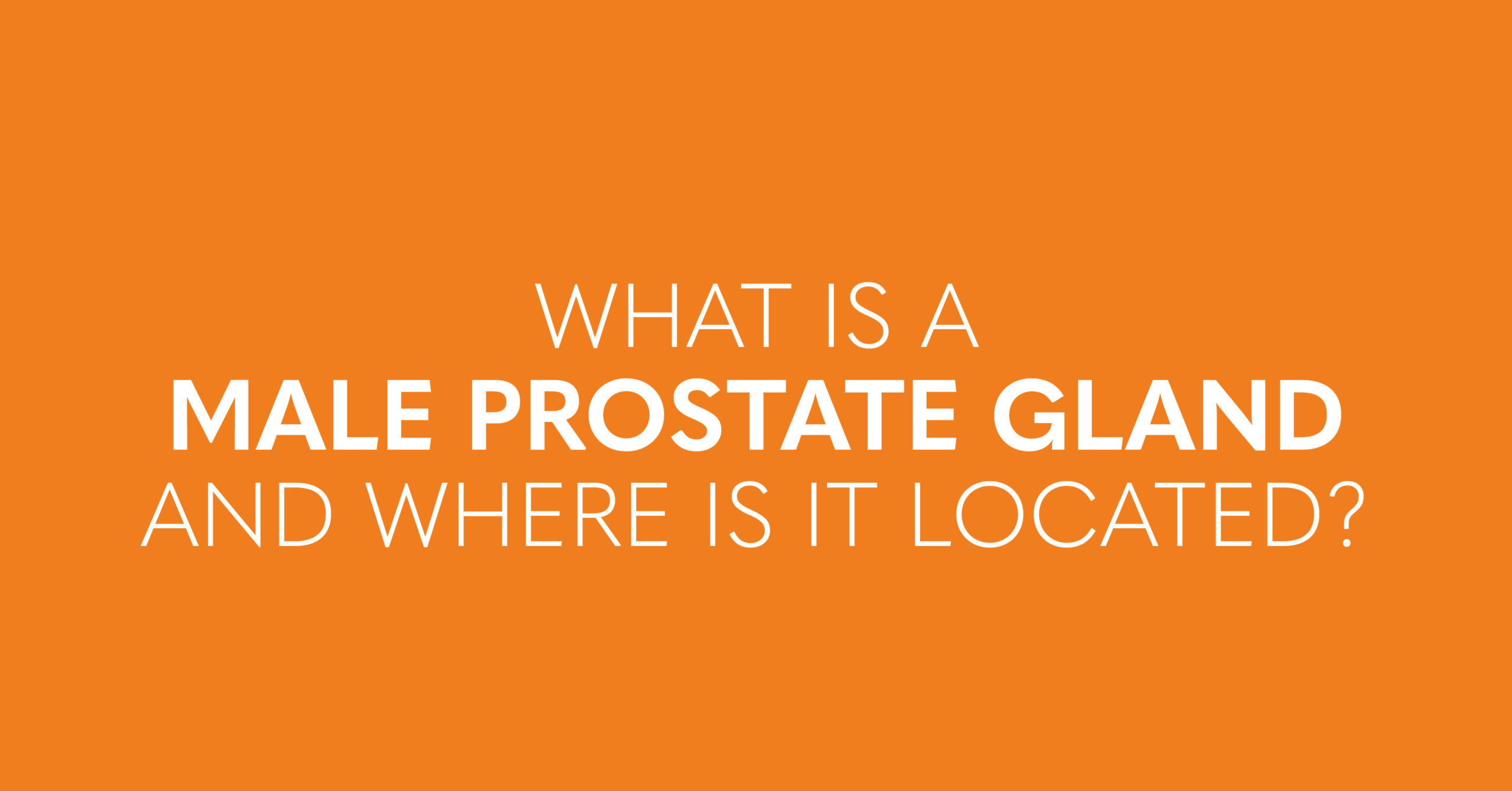 what is a male prostate gland